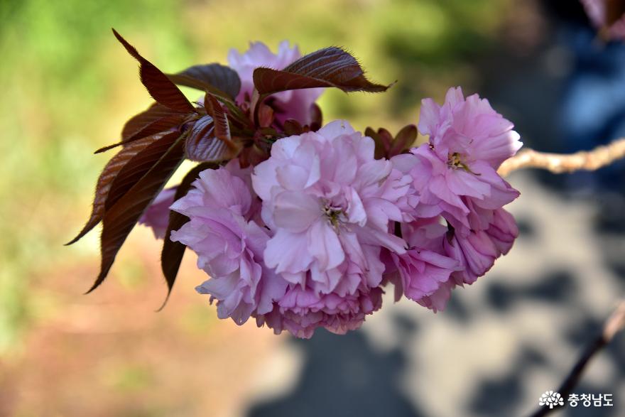 근접 촬영한 분홍 겹벚꽃