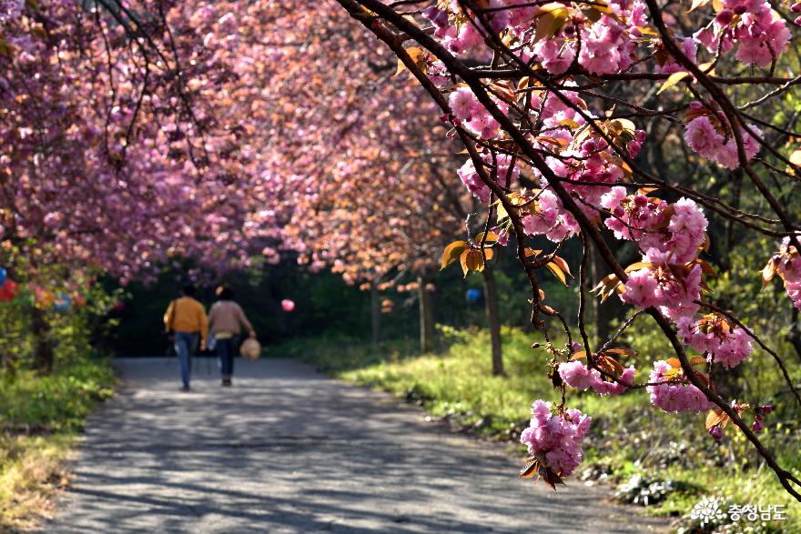 분홍 겹벚꽃이 피어난 문수사 사진