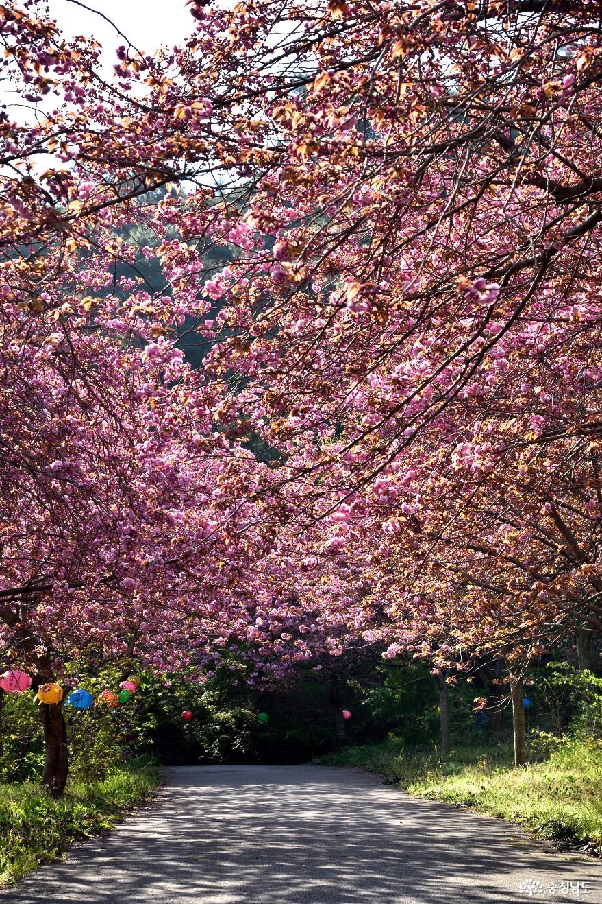 분홍 겹벚꽃이 피어난 문수사 사진