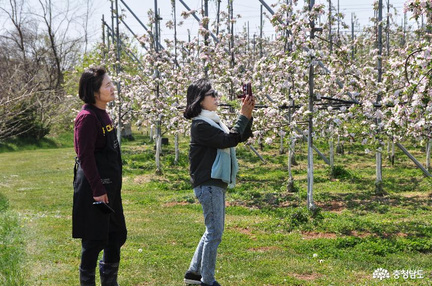 예산 친환경 사과농장 돌다리농원에서 사과꽃 향기에 취하다 사진