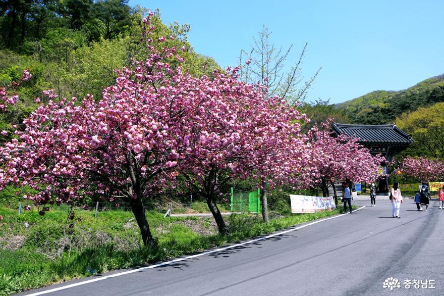 서산문수사겹벚꽃분홍빛터널을걷다 2