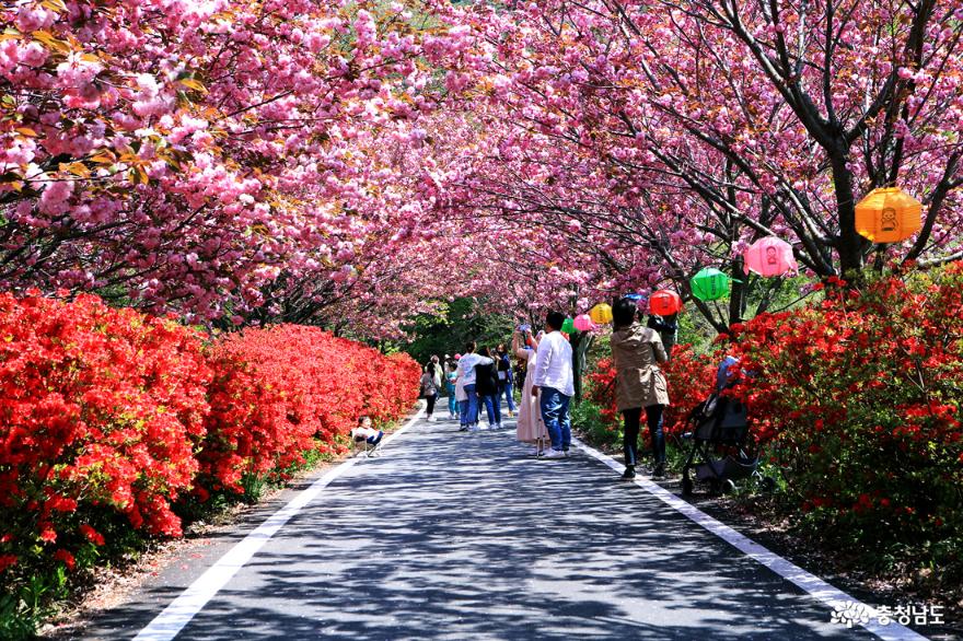 서산문수사겹벚꽃분홍빛터널을걷다 4