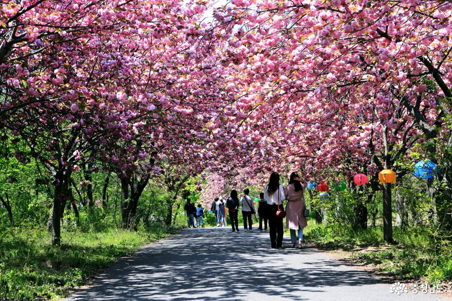 서산문수사겹벚꽃분홍빛터널을걷다 5