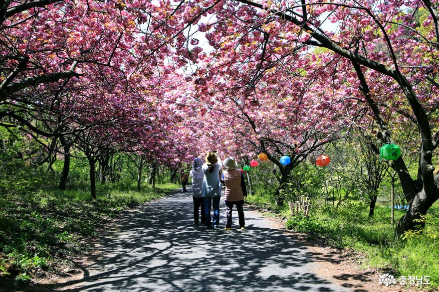 서산문수사겹벚꽃분홍빛터널을걷다 6
