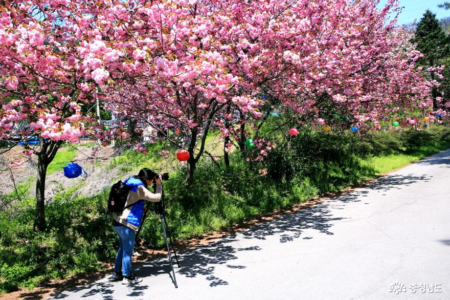 서산문수사겹벚꽃분홍빛터널을걷다 7