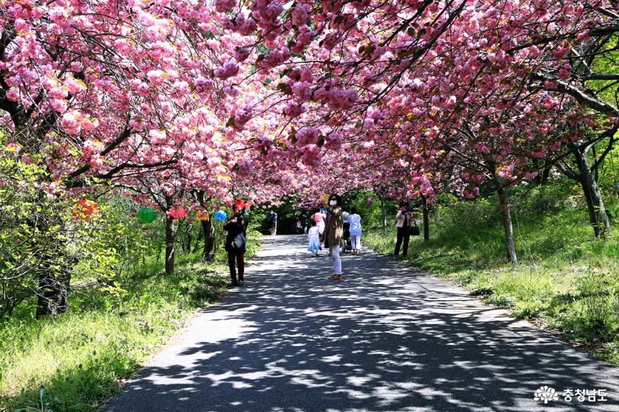 서산 문수사 겹벚꽃 분홍빛 터널을 걷다 사진