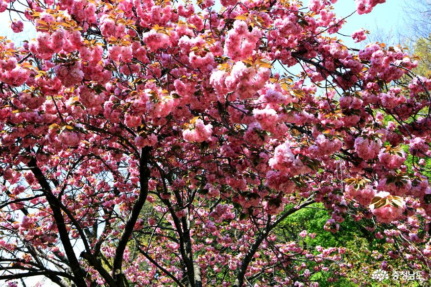 서산문수사겹벚꽃분홍빛터널을걷다 13