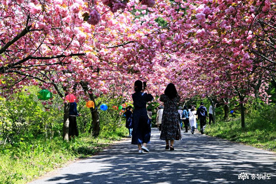 서산 문수사 겹벚꽃 분홍빛 터널을 걷다 사진