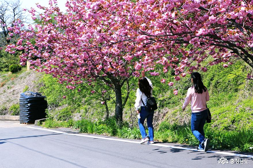 서산문수사겹벚꽃분홍빛터널을걷다 18