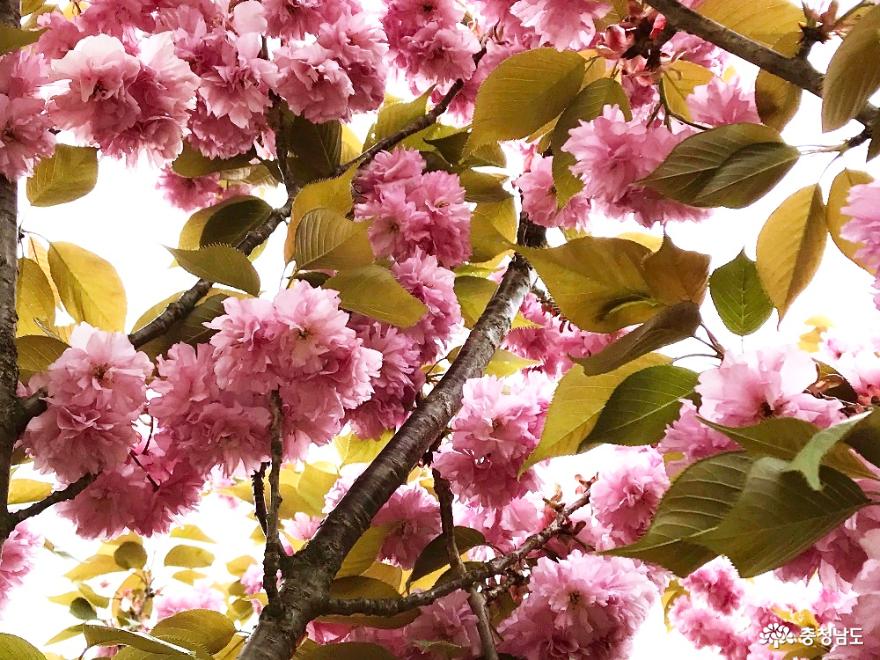 청벚꽃과 겹벚꽃이 피어난 서산 개심사의 봄풍경 사진