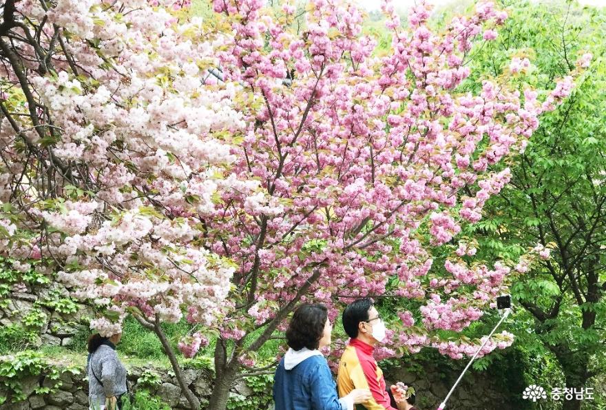 청벚꽃과 겹벚꽃이 피어난 서산 개심사의 봄풍경 사진