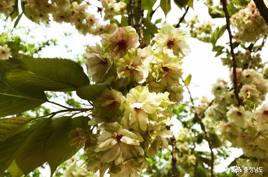 청벚꽃과겹벚꽃이피어난서산개심사의봄풍경 9