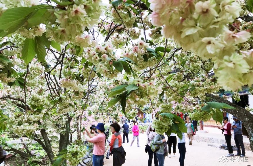청벚꽃과겹벚꽃이피어난서산개심사의봄풍경 10