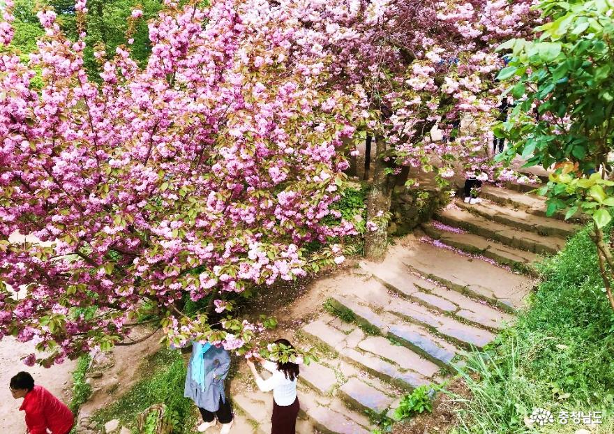 청벚꽃과겹벚꽃이피어난서산개심사의봄풍경 11