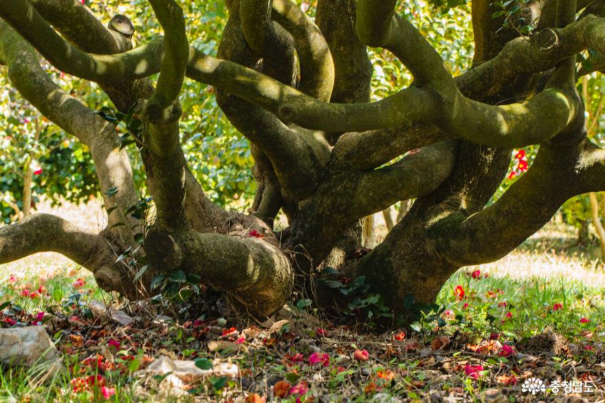 울창한 동백나무 숲을 만날 수 있는 곳,  서천  ‘마량리 동백나무숲’ 사진