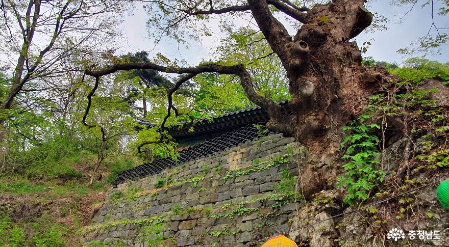 천년고찰 천안 성불사의 수령 550년 느티나무.