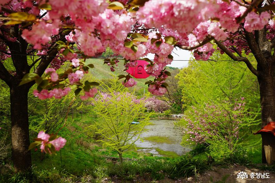 서산 용현리 마애여래삼존상과 겹벚꽃 명소 문수사 사진