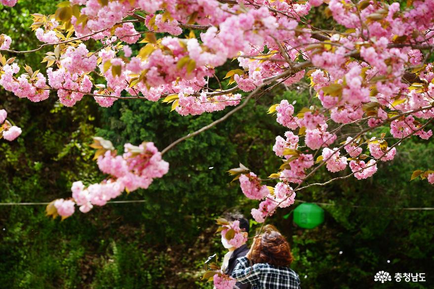 서산 용현리 마애여래삼존상과 겹벚꽃 명소 문수사 사진