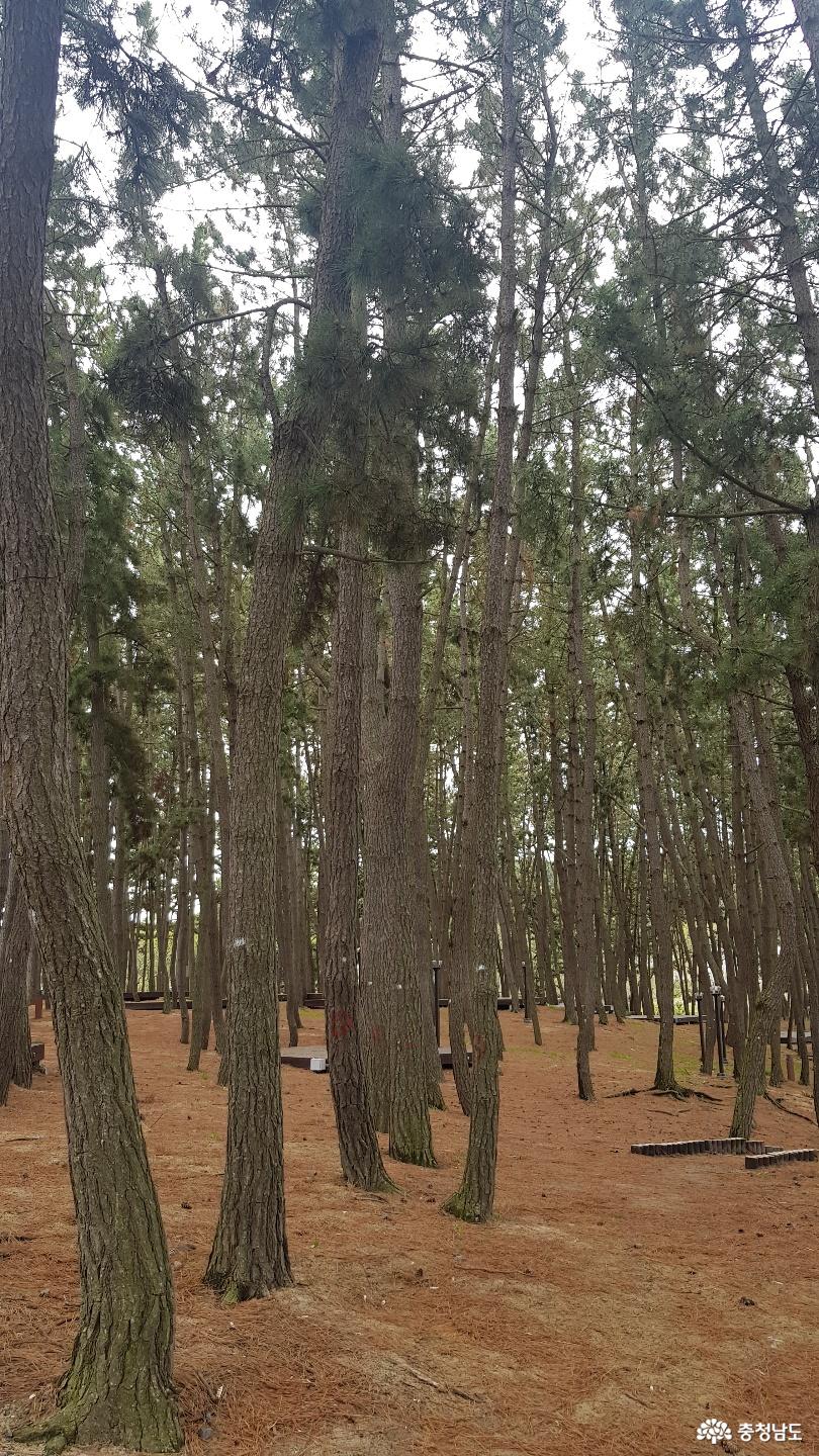 소나무 숲에 있는 고즈넉한 캠핑장