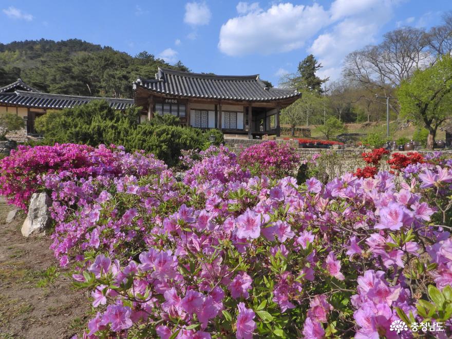 철쭉꽃 활짝 핀 논산 명재고택 사진