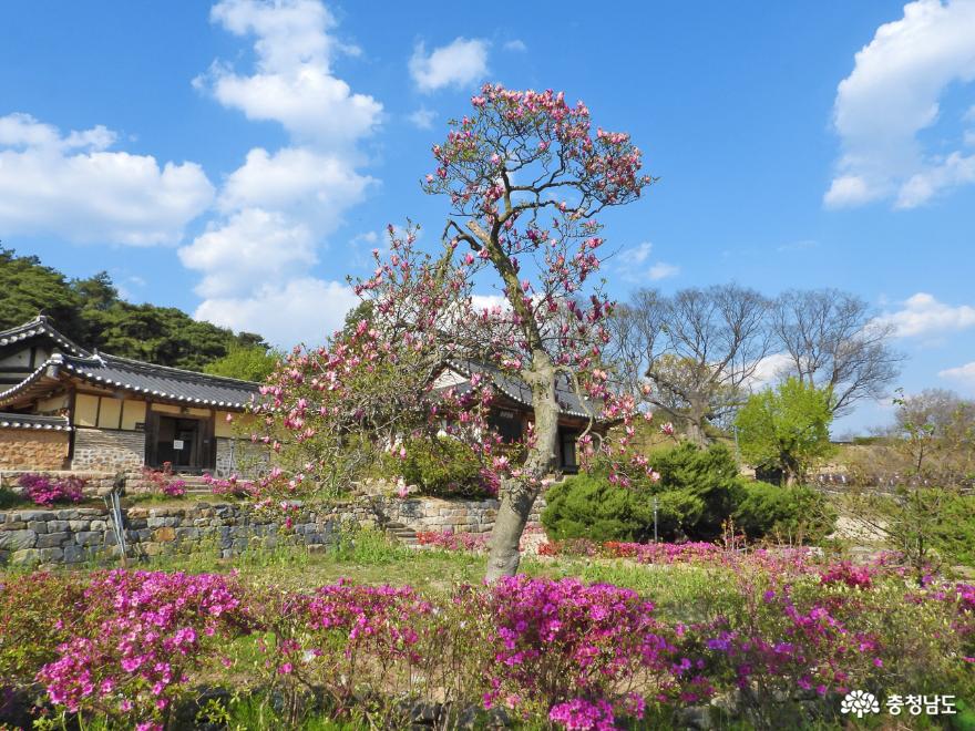 철쭉꽃활짝핀논산명재고택 9