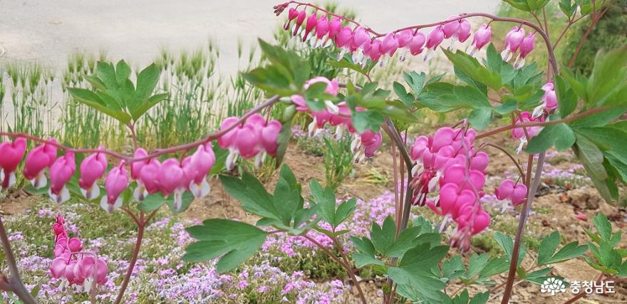 한옥 창호의 꽃살문을 닮은 들꽃의 매력 사진