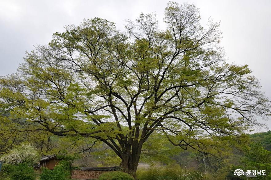 천안은석산꽃보며등산할수있는봄산행지로추천 4