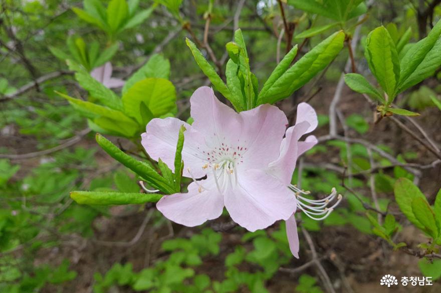 천안은석산꽃보며등산할수있는봄산행지로추천 8