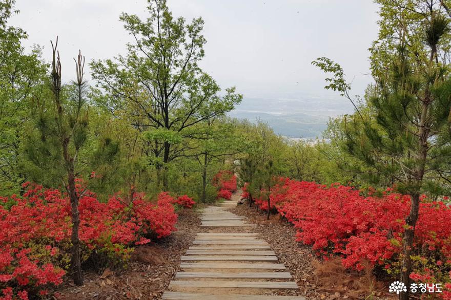 천안 은석산, 꽃 보며 등산할 수 있는 봄 산행지로 추천! 사진