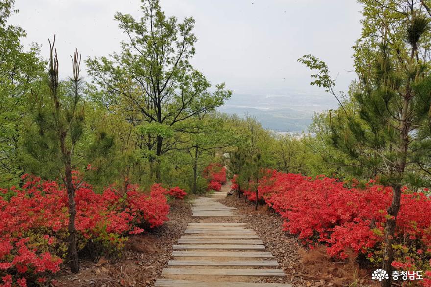 천안은석산꽃보며등산할수있는봄산행지로추천 11