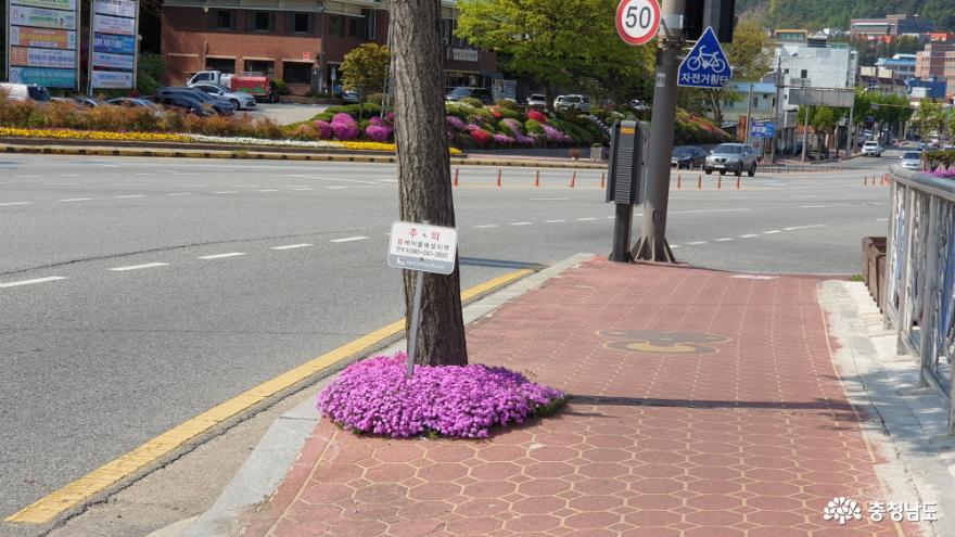 옥룡동 주민 센터 부근 도로변의 꽃 잔디