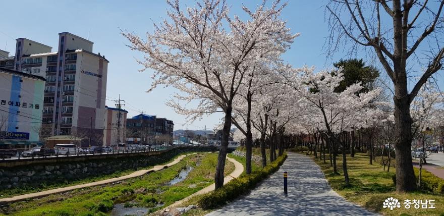 벚꽃이 만개한 홍성 대교공원, 긴하천을 따라 조성된 대교공원은 주민들에게 충분한 쉼터가 되어오고있다