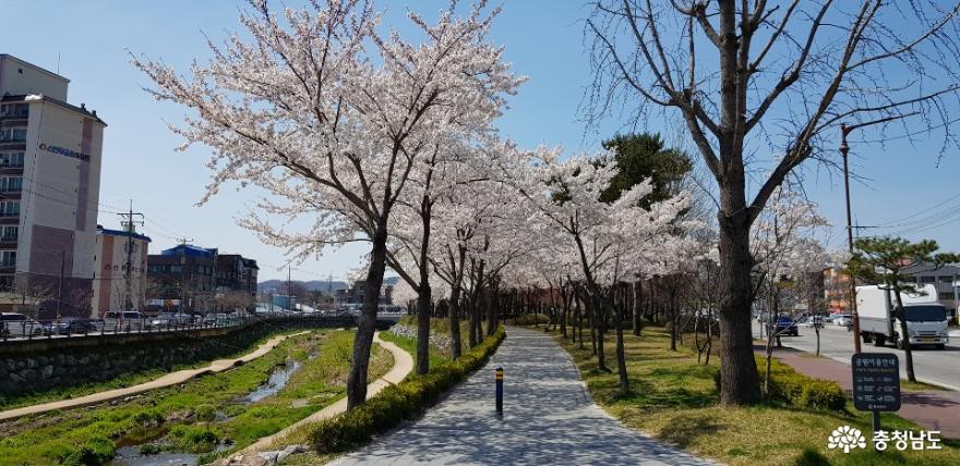 벚꽃이 만개한 홍성 대교공원