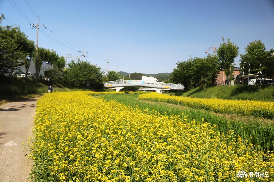 늦봄에 만난 천안 원성천변의 노란 유채꽃 물결 사진