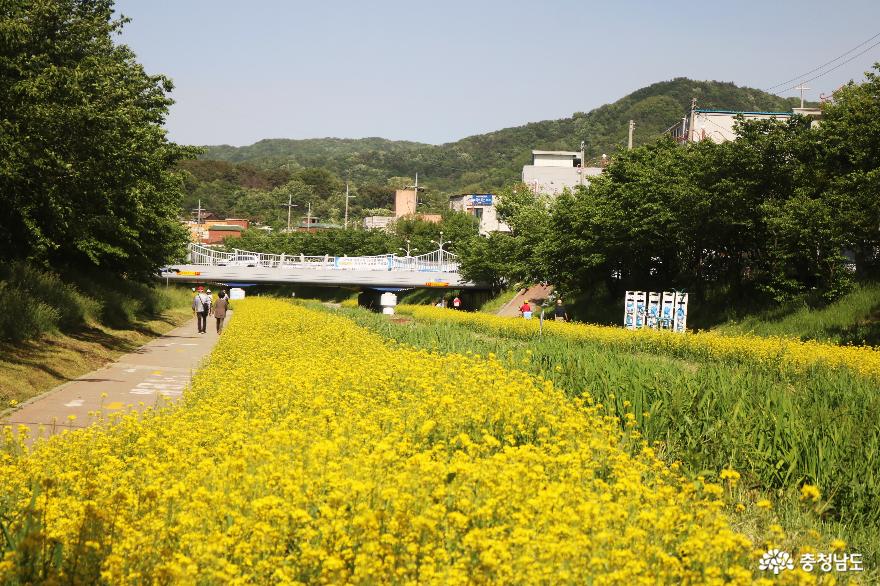 늦봄에 만난 천안 원성천변의 노란 유채꽃 물결 사진
