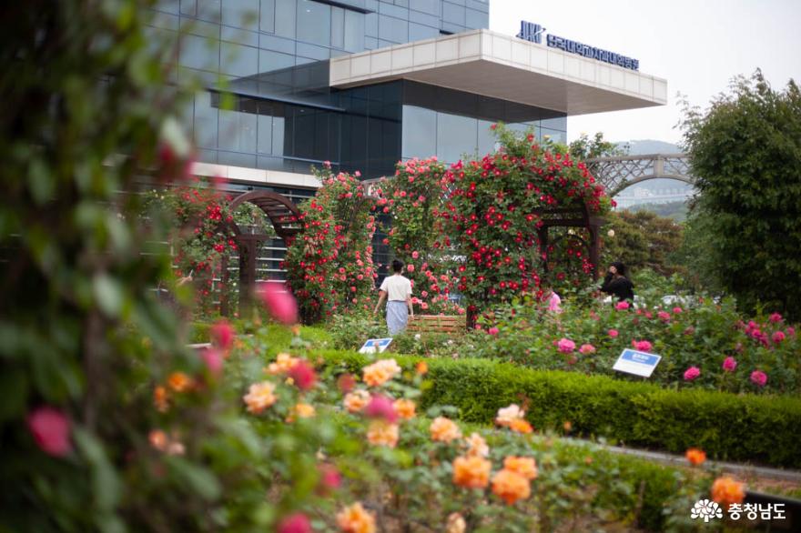 계절의 여왕 5월, 장미와 함께 즐기는 슬기로운 산책 사진