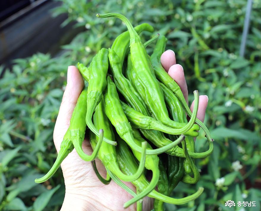 당진 꽈리고추의 대부, 이순풍씨의 공덕 11