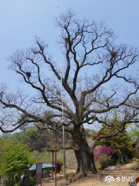 삼월리 회화나무 (※사진출처: 당진시 공식블로그)