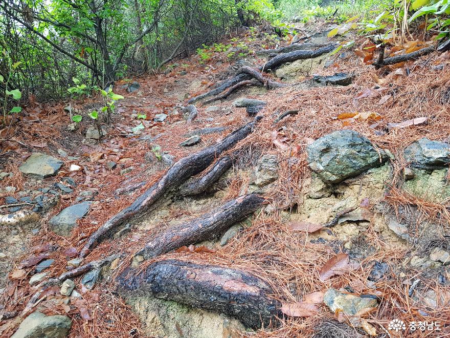 자전거 트레킹코스로 딱인 충남 보령 봉황산! 9