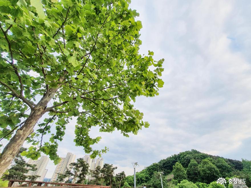 지금 이맘때, 천안아산역 지산공원은 장미로 붉다 사진