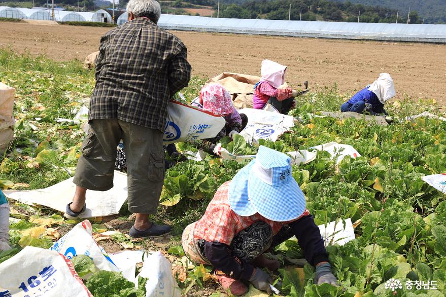 시래기 6차산업의 선구자 부여 '사비팜' 사진