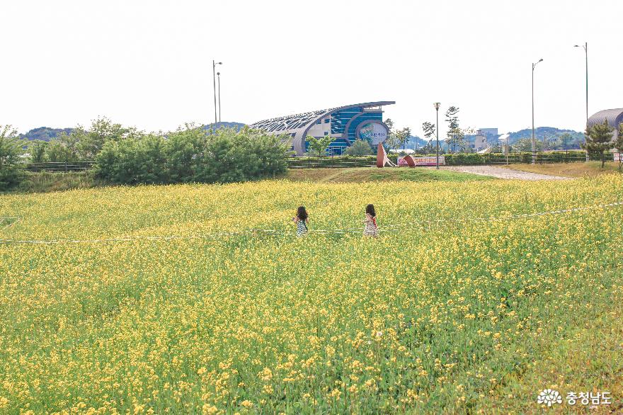 당진석문방조제유채꽃밭 1