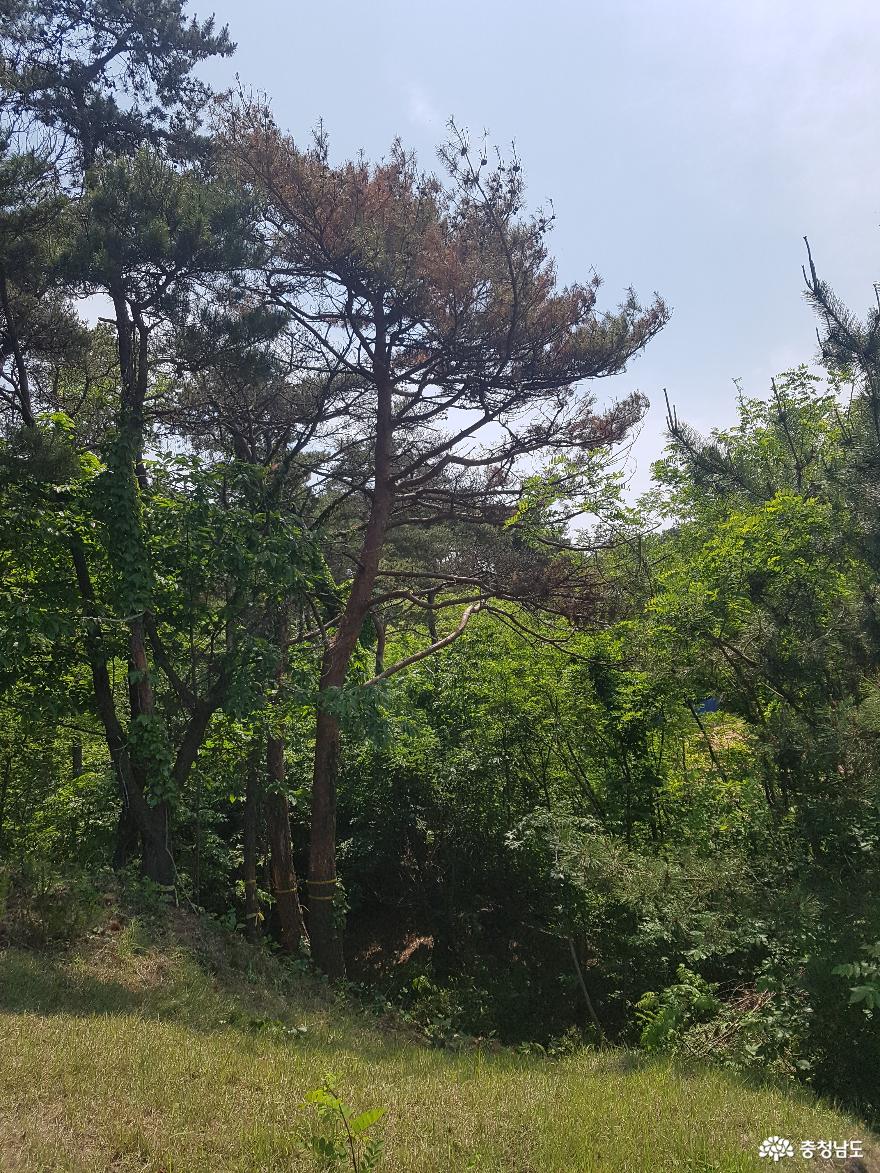 홍성 소나무재선충병 재발생…긴급 방제 추진 1