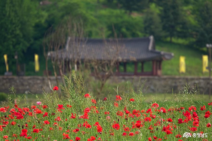 공주 미르섬의 라벤더 향기와 아름다운 꽃들 사진