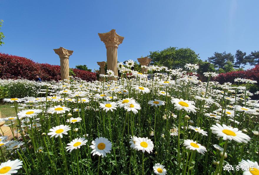 청산수목원 홍가시원 2.