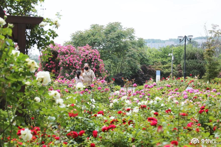 꽃의여왕장미의계절에꼭들러야하는명소39단대장미공원39 2