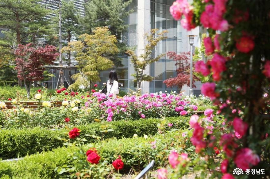 꽃의 여왕 장미의 계절에 꼭 들러야 하는 명소 '단대 장미공원' 사진