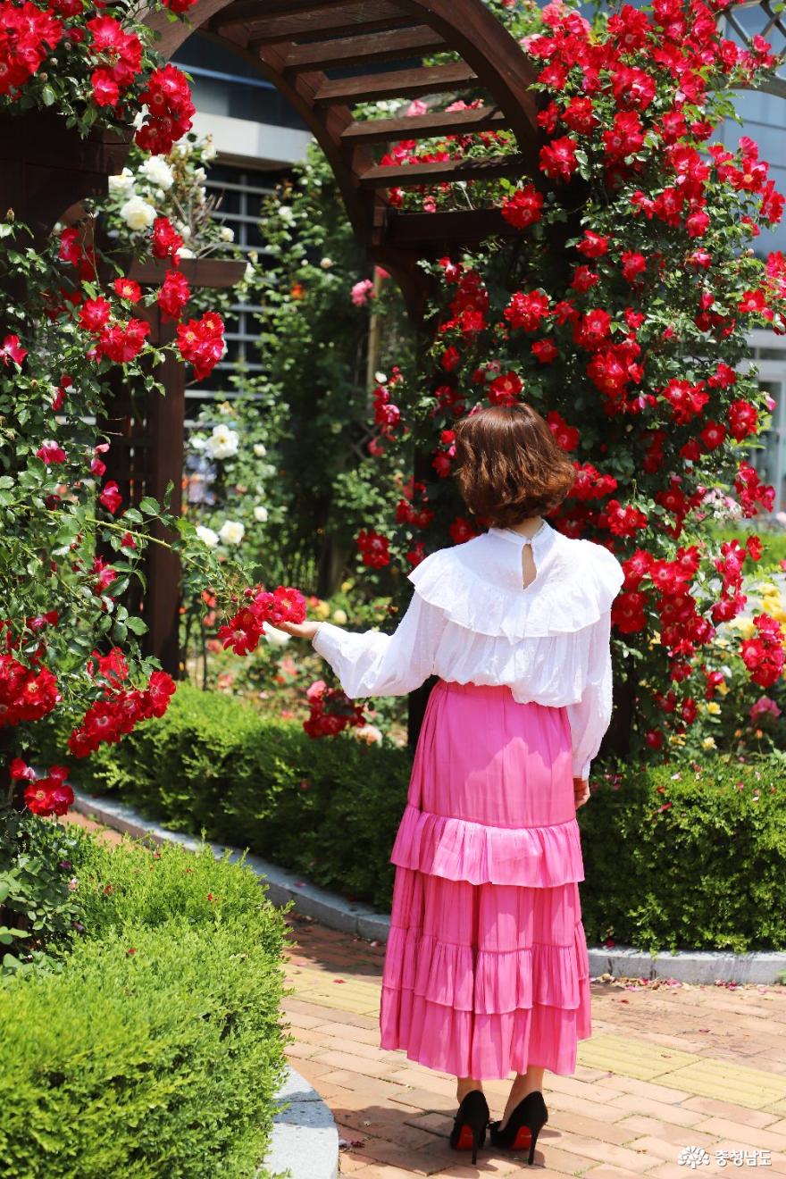 꽃의 여왕 장미의 계절에 꼭 들러야 하는 명소 '단대 장미공원' 사진