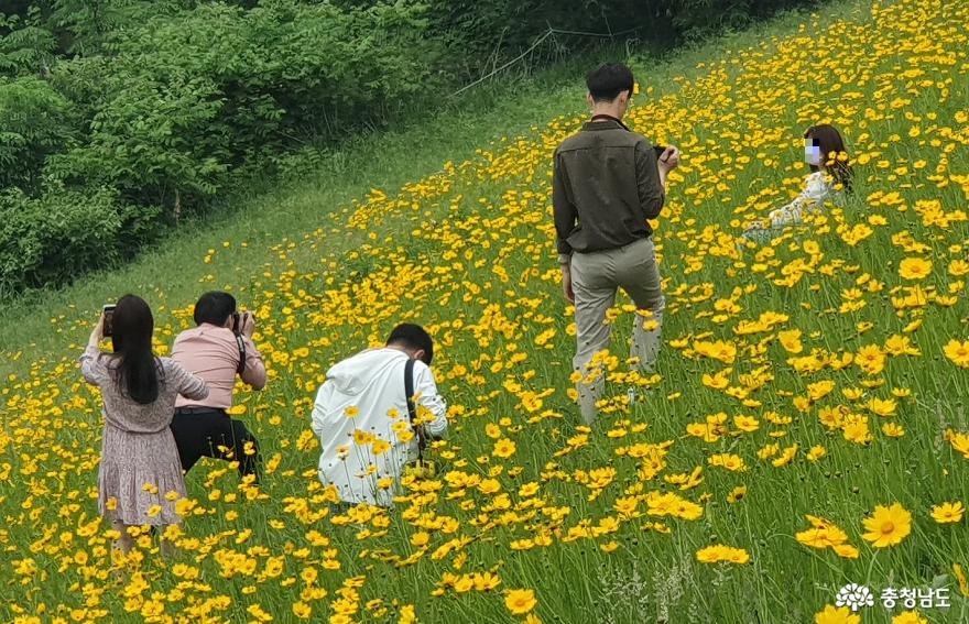 천흥저수지 금계국에서는 누군가 모델이 됩니다. 