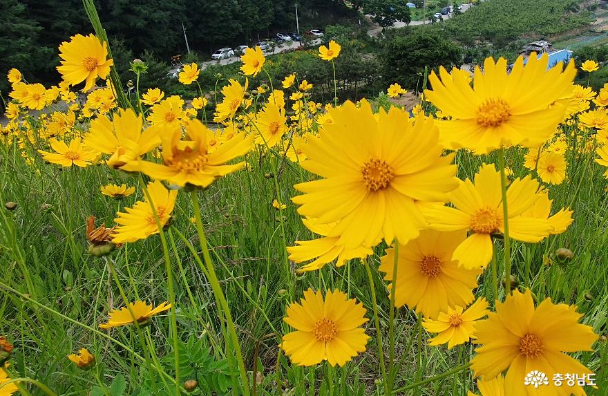 천흥저수지 제방변의 금계국1.